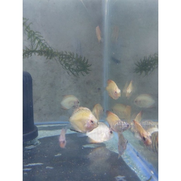 Paket Burayak Discus Anakan 1cm 10ekor