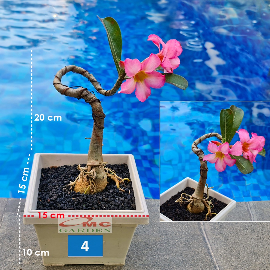 Tanaman Hias Bonsai Adenium Arabicum Obesum Kamboja Jepang B-KJ-008