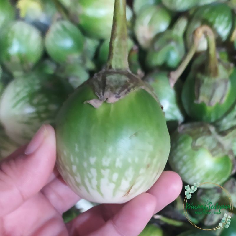 

Terong Lalap Ijo Terong Ijo Bulat Terong Bulat Hijau Segar Sayur Segar Cikarang