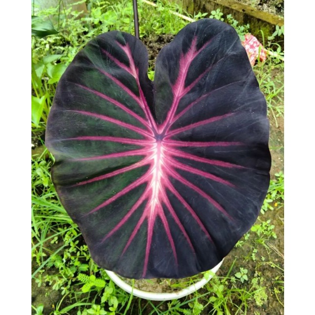 Bibit bonggol colocasia Req octopus Hybrid