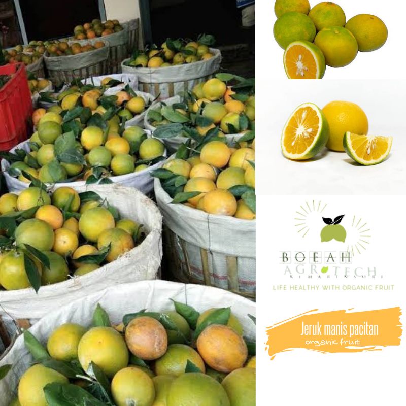 Jeruk Manis Pacitan/Jeruk Peras Super Manis Segar/Jeruk Sunkist 1kg
