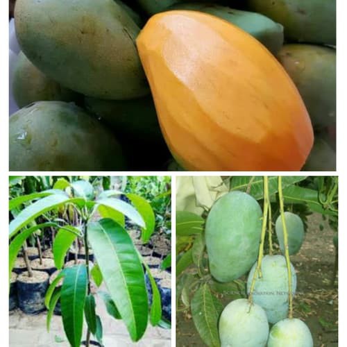 

Bibit Mangga Gadung (Mangga Arum Manis) (Bisa Cod)