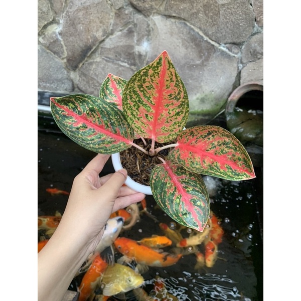 Aglonema Widuri Lilin Lokal ⭐️Best Seller⭐️