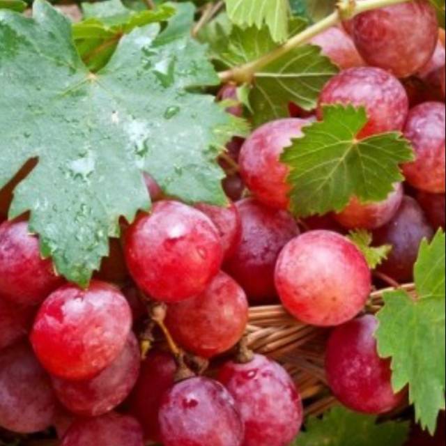 Benih biji  buah anggur merah