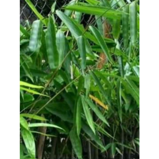 Bibit bambu petung/rebung asli