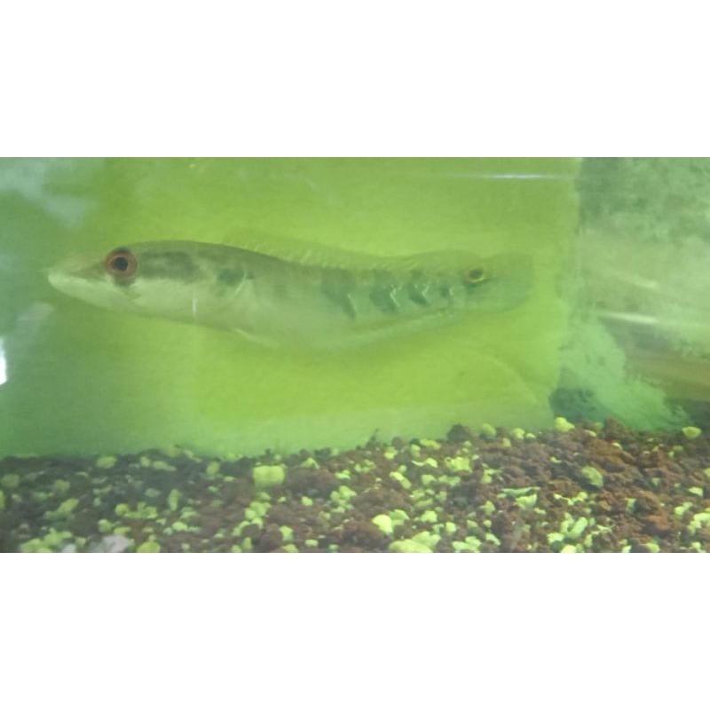 Channa Green Marulius kaltara full cabung & mutiara size 17 cm