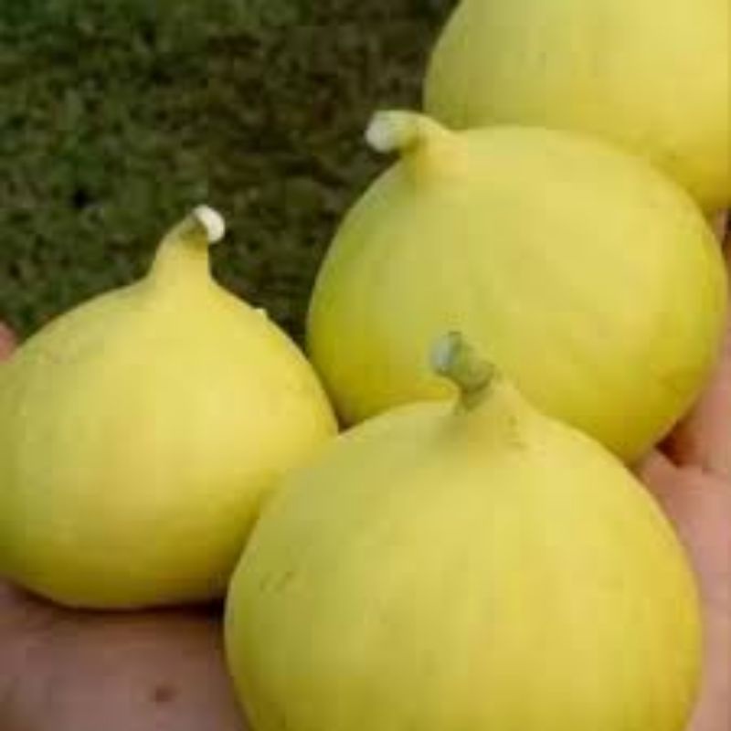 bibit cangkok buah tin jin ao fen - siap tanam