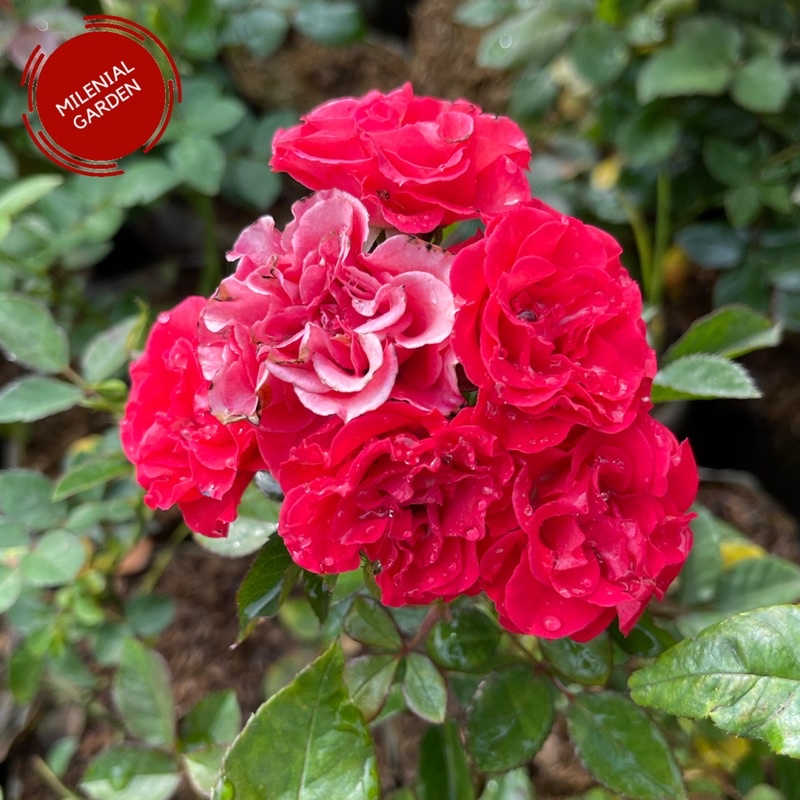 Tanaman hias baby rose merah bunga mawar