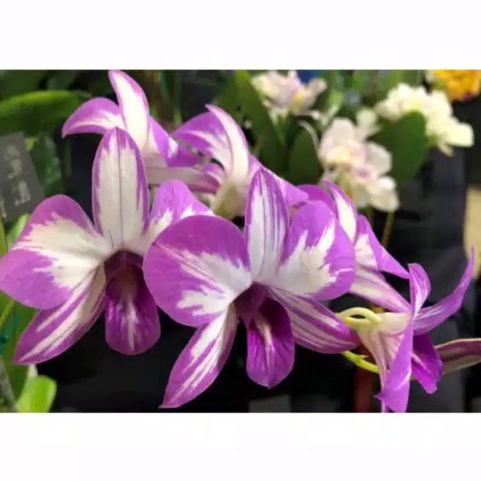 Seedling Anggrek Dendrobium Enobi