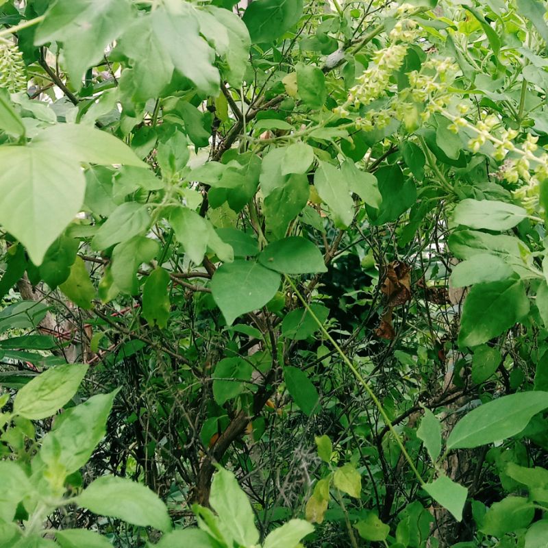 

Daun ruku ruku 100 gram