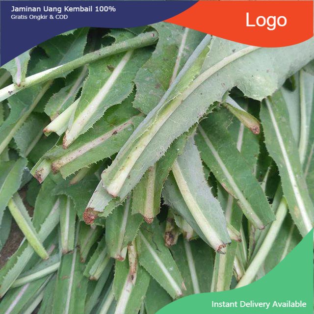 

Promo Daun tempuyung segar 500gram herbal siap petik ke kebun