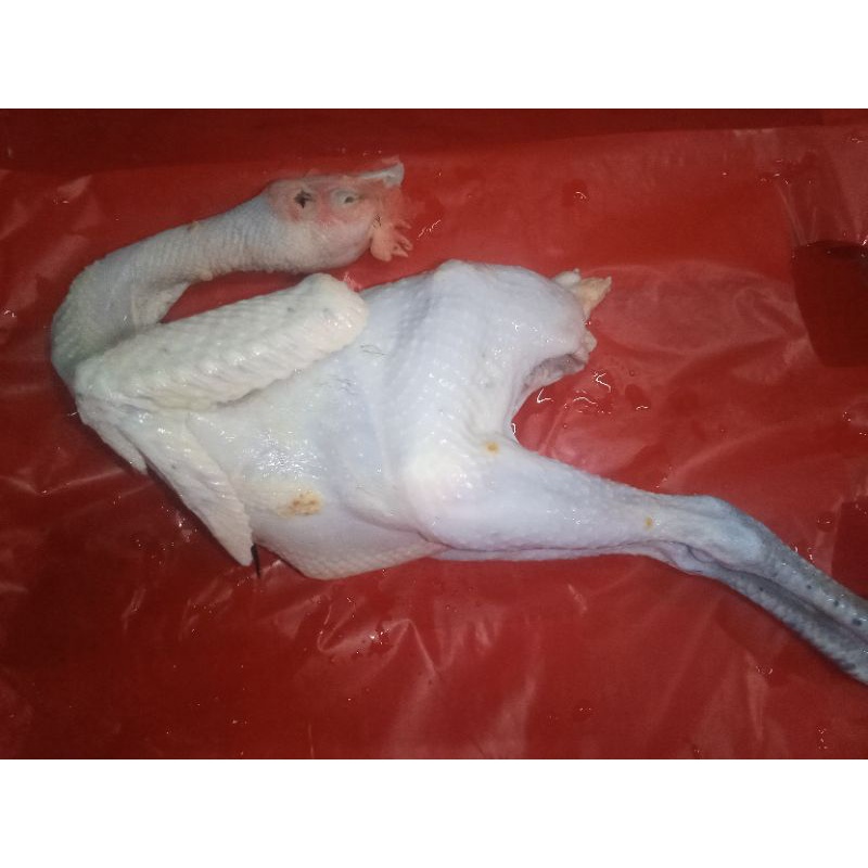 

ayam kampung 1.1 kg