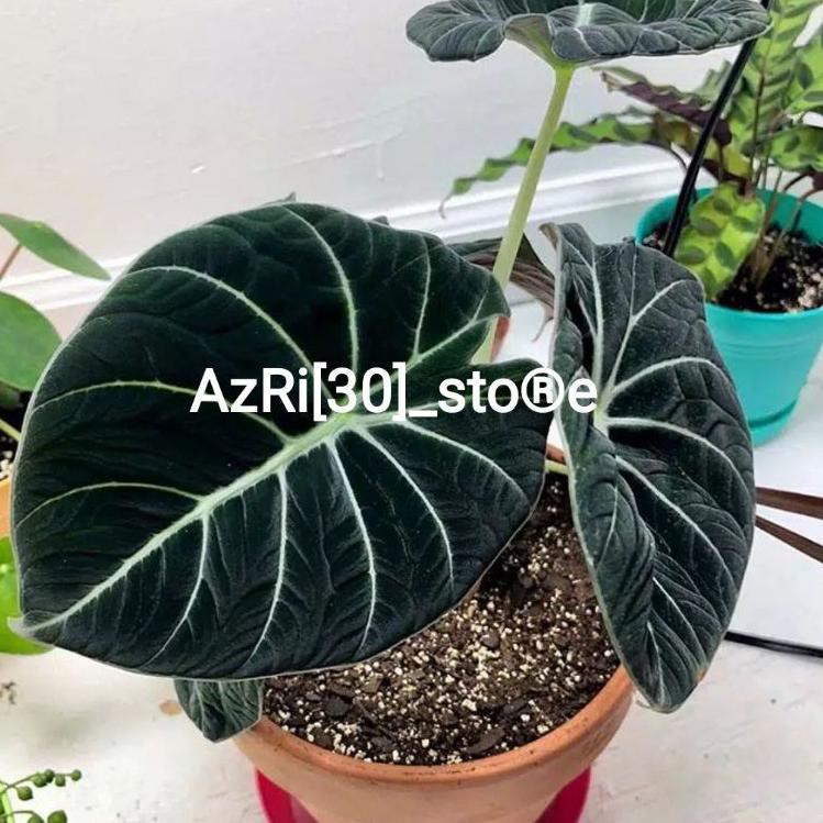 Import Terbaik BONGGOL ALOCASIA BLACK VELVET