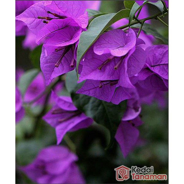Tanaman Hias Bunga Bougenville Ungu Shopee Indonesia