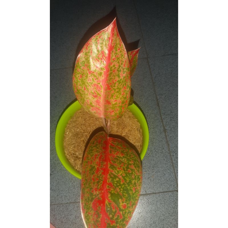 aglonema red stardust