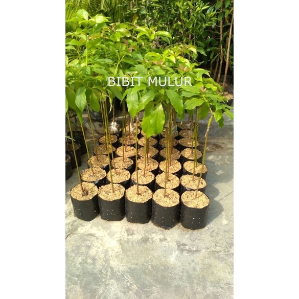 Bibit Alpukat Mentega + bonus bibit buah delima merah