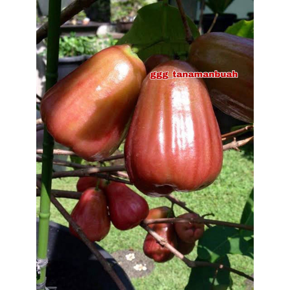 Bibit Jambu Air Giant Rose Apple