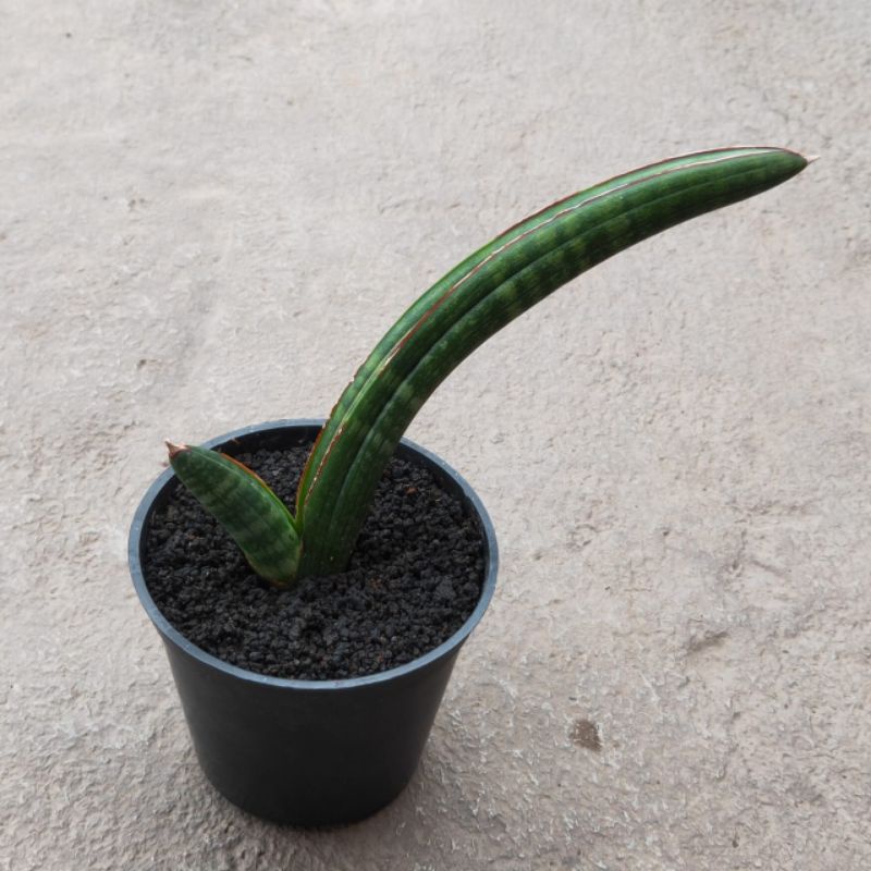 sansevieria personii