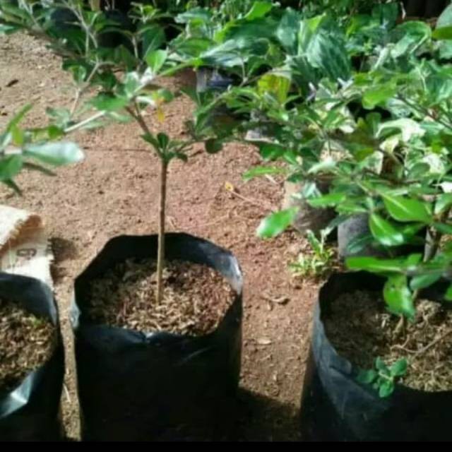 Bibit ketapang mini - ketapang kencana