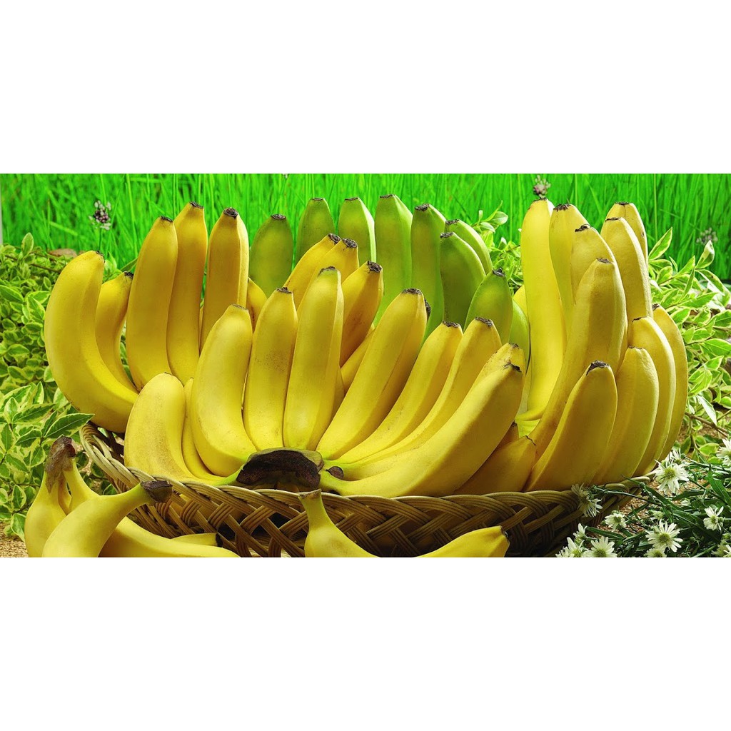 Pisang Cavendish tanaman hias buah