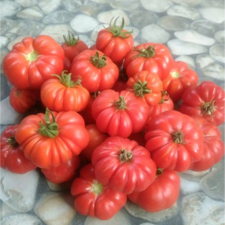 TOMAT MAWAR 10 Biji / Benih / bibit ( TOMAT MAWAR / TOMAT KERITING MAWAR ) TOKO BIBIT MAKMUR