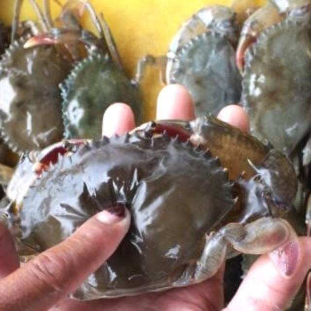 

Kepiting Soka