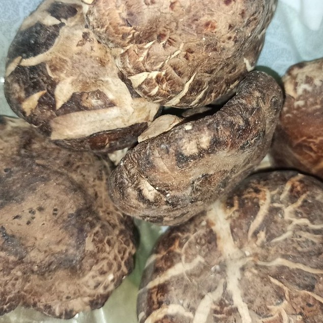 

Jamur Hioko JAJ