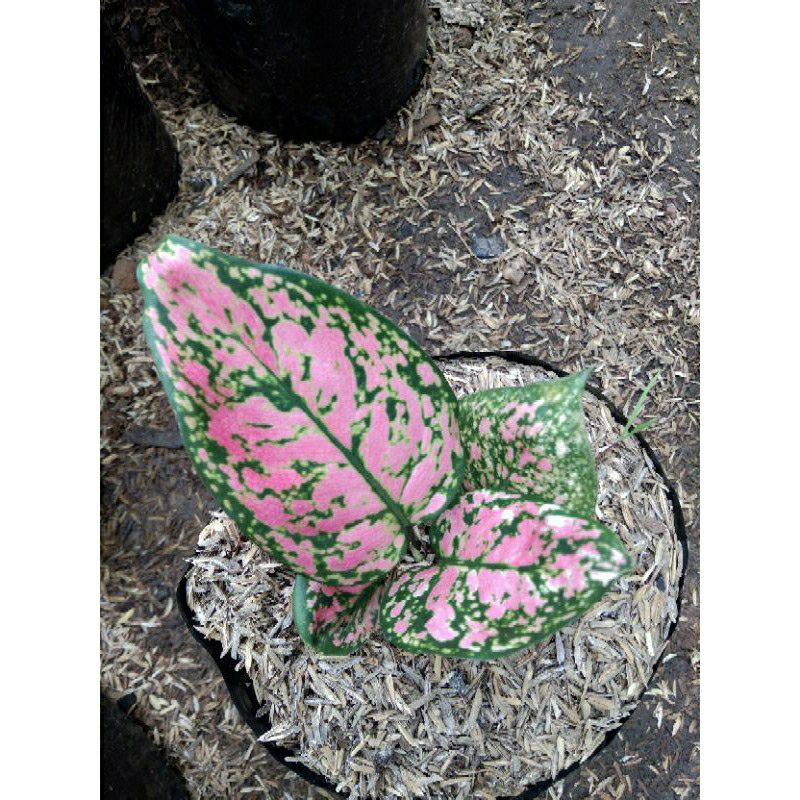 tanaman hias aglonema lady valentine anakan