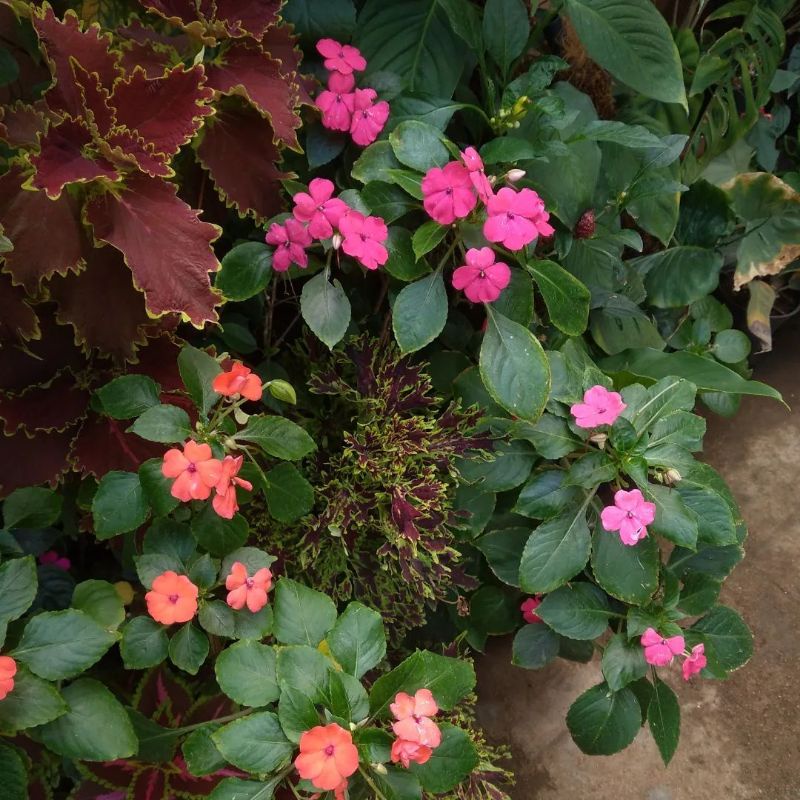 Bibit tanaman bunga pacar air Impatiens walleriana merah ungu fanta pink salem putih dll