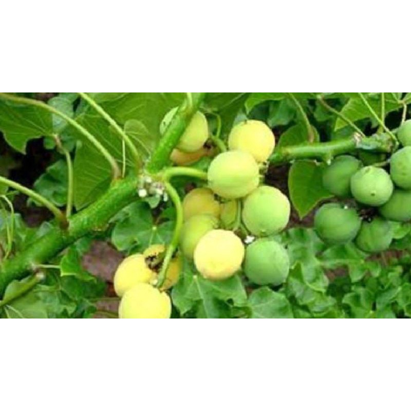 

Buah jarak matang 55 buah