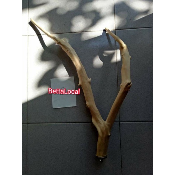 tangkringan kayu kopi lengkung/tangkringan kayu kopi cabang 50cm