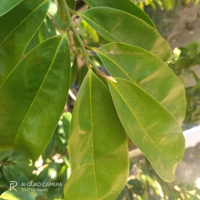 

HERBAL DAUN SIRSAT SEGAR 100g