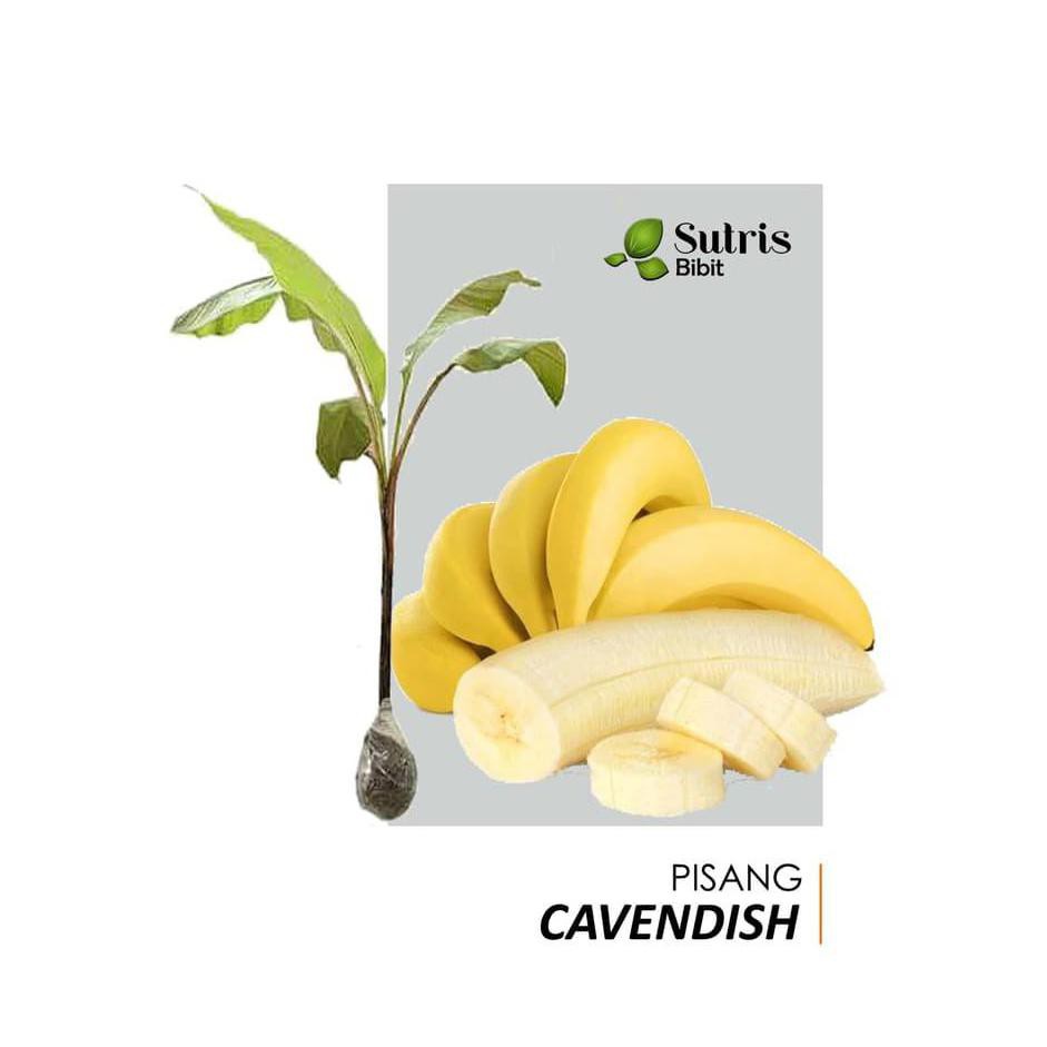 Terbaik Bibit Tanaman Buah Pisang Cavendish Uk1 bkk