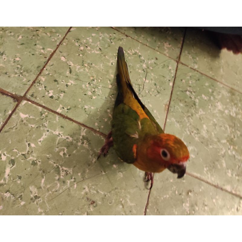 Sunconure