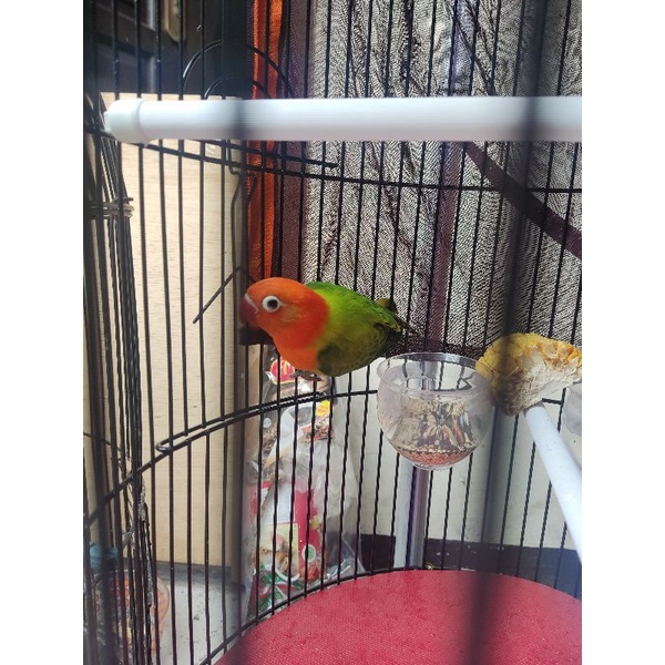lovebird baby biola green