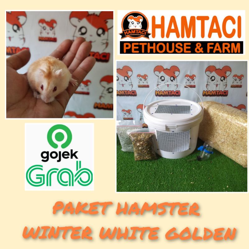 PAKET MURAH WINTER WHITE GOLDEN SEPASANG &amp; KANDANG LENGKAP | SEND OJEK