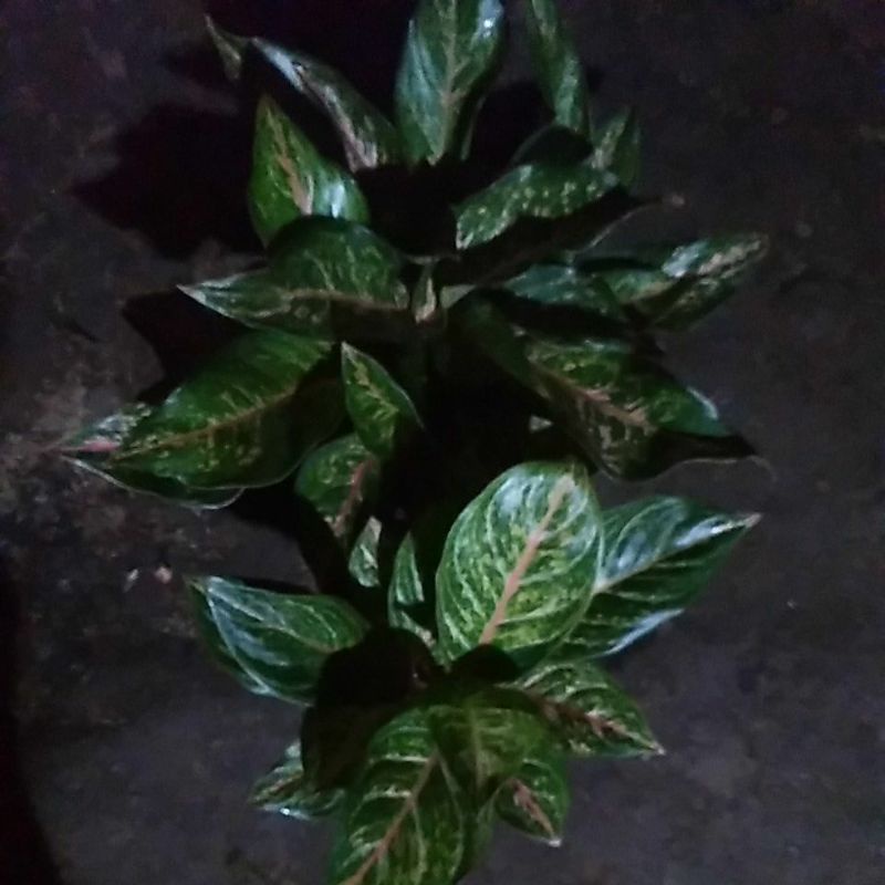 aglonema Arjuna rumpun 2, Gatotkaca rumpun 7