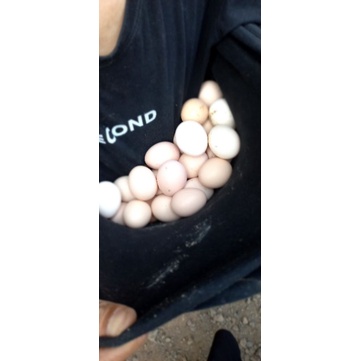 

telur ayam kampung konsumsi
