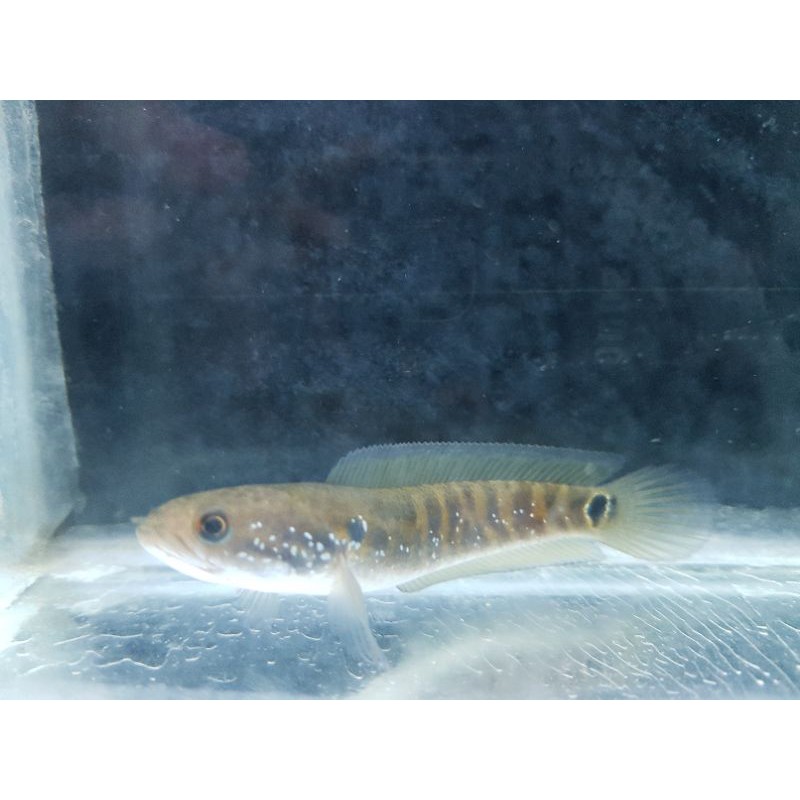 asiatica red strip pure