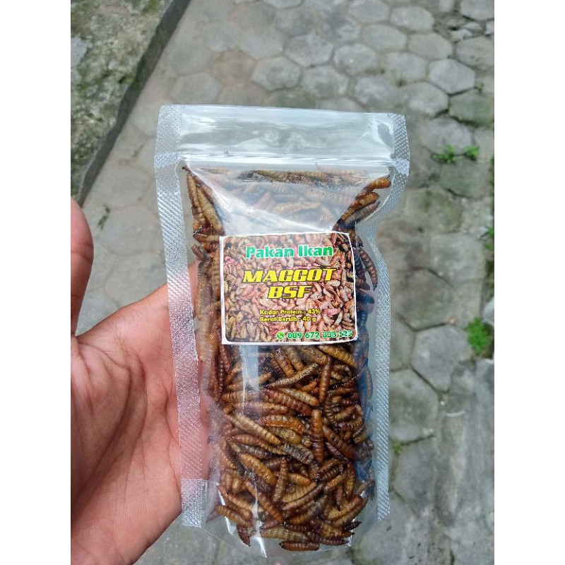 Maggot BSF kering oven