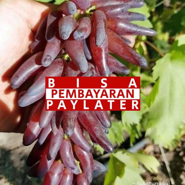 Bibit anggur import jenis jari jari