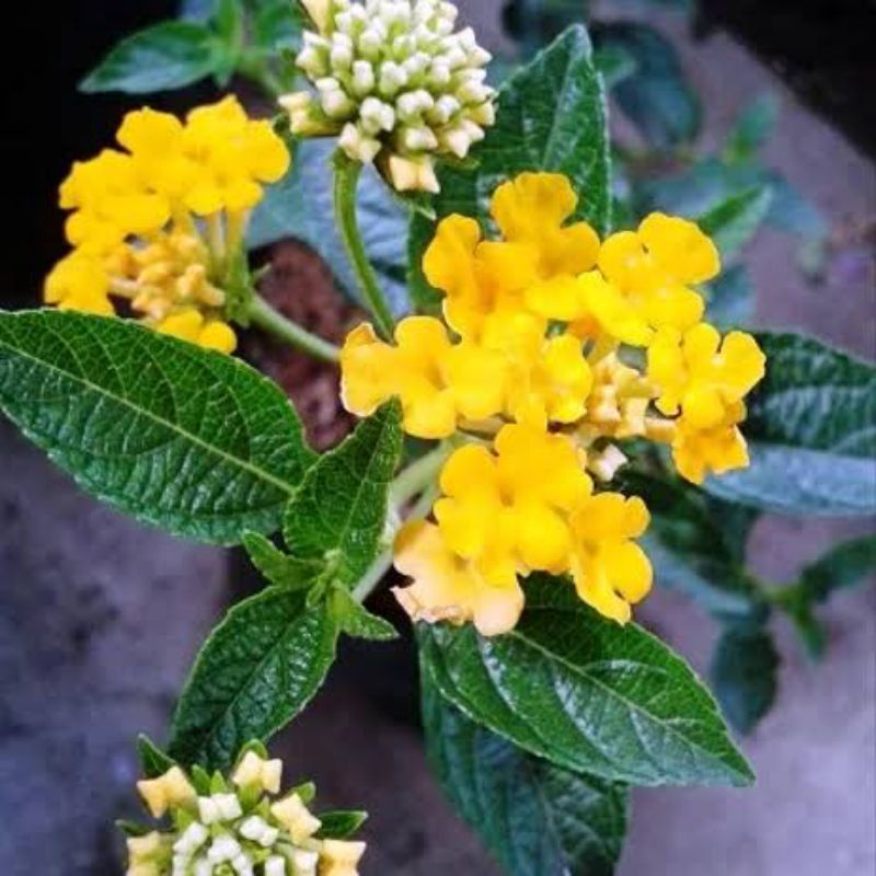Tanaman hias lantana kuning / lantana bunga kuning