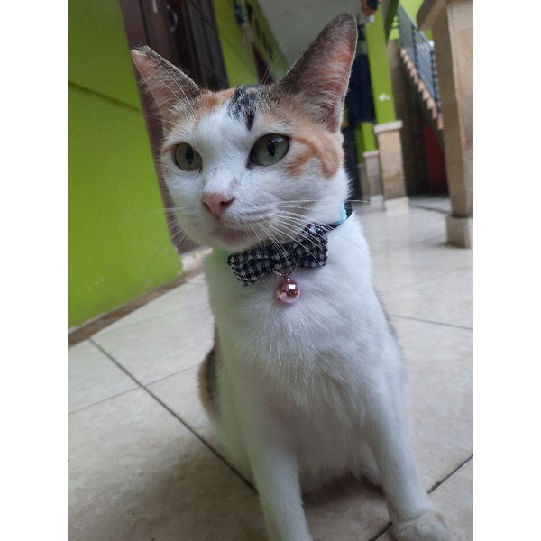 Kalung Kucing Pita | Kalung Kucing | Kalung Kucing Murah lucu