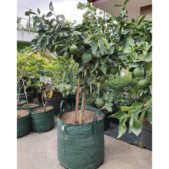 Planter Bag 20 Liter Hijau Kantong Pot Tanaman 2 Handle NETAFARM EG