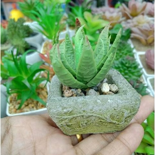  Kaktus  Mini Artificial Sekulen Palsu Pot  Hias Sukulen 