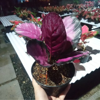 TANAMAN HIAS CALATHEA  CRIMSON  IMPORT THAILAND BUNGA HIAS 