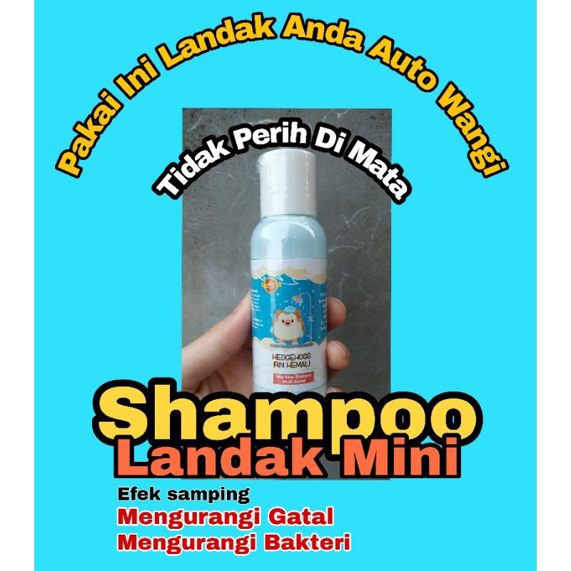 Shampoo Landak Mini murah albino indukan sepasang anakan betina aksesoris jinak jantan kandang