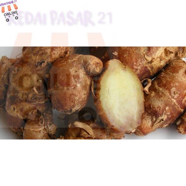 

Kedai pasar21 Grosir 100 gram Kencur Rempah Herbal Segar Murah