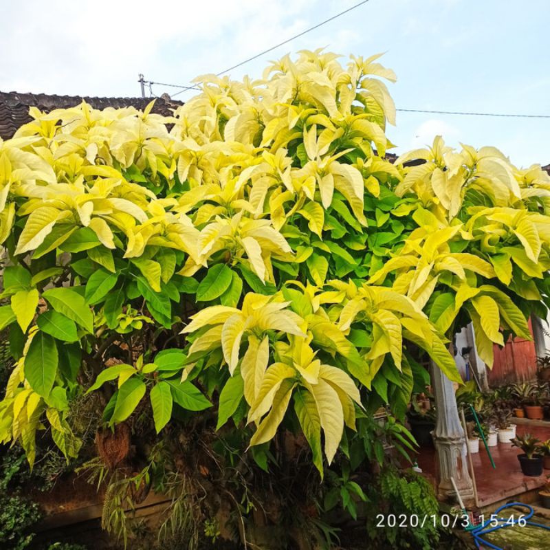 Pohon Kol Banda (Bibit) STEK TANPA AKAR