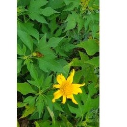 

DAUN KIPAHIT SEGAR ATOU INSULIN SEGAR per 1kg